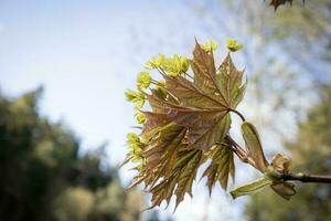 lumière Jaune et vert Jeune érable feuilles avec bouquet de bourgeons sur bleu ciel dans printemps lumière du soleil photo