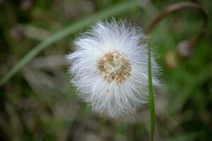 blanc duveteux la graine Balle de une tussilage tête plante Tussilago farfara côté vue sur flou forêt sol avec longue vert herbe Contexte photo