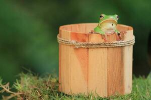 vert grenouille à l'intérieur de en bois seau photo