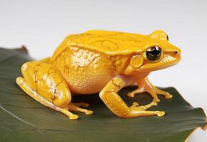 studio portrait de une Jaune grenouille sur une feuille. sur une blanc Contexte. génératif ai photo