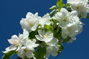 rose et blanc Pomme fleur fleurs sur arbre dans printemps photo