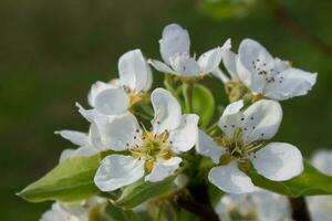 poire arbre branche avec blanc épanouissement fleurs proche en haut, floral carte postale, printemps ensoleillé journée image, européen jardin dans le matin, photo pour impression sur calendrier, couverture, papier peint, blanc délicat fleurs