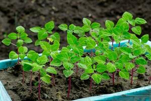 vert semis dans Plastique boîte proche haut, nouveau choux en train de préparer pour plantation dans sol sur printemps, saisonnier travail dans jardin et Cour sur été, image pour calendrier, affiche photo