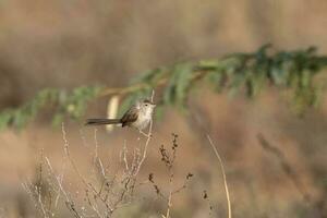 gracieux Prinia ou Prinia gracile observé dans rann de kutch, Inde photo