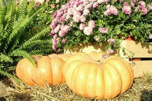 citrouilles et l'automne fleurs sur une meules de foin. récolte temps sur une cultiver. tomber juste de Frais biologique des légumes. de fête décor dans jardin. agriculture marché. rural scène. végétarien et végétalien nourriture journée. photo