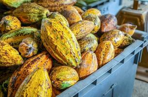 des cabosses de cacao mûres ou des fruits de cacao jaunes récoltent des fèves de cacao à envoyer à la chocolaterie photo