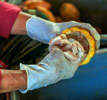 gros plan de la main d'un travailleur couper des cabosses de cacao mûres ou récolter des graines de cacao de fruits de cacao jaunes à envoyer à l'usine de chocolat photo