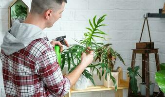 homme Vaporisateurs de une vaporisateur pistolet Accueil les plantes de sa collection, grandi avec l'amour sur étagères dans le intérieur de le maison. Accueil plante croissance, vert loger, l'eau équilibre, humidification photo