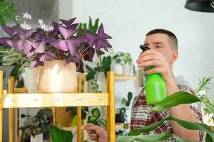 homme Vaporisateurs de une vaporisateur pistolet Accueil les plantes de sa collection, grandi avec l'amour sur étagères dans le intérieur de le maison. Accueil plante croissance, vert loger, l'eau équilibre, humidification photo