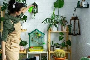 une femme Vaporisateurs de une vaporisateur pistolet Accueil les plantes de sa collection, grandi avec l'amour sur étagères dans le intérieur de le maison. Accueil plante croissance, vert loger, l'eau équilibre, humidification photo