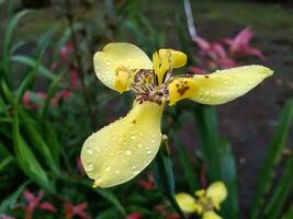 proche en haut de trimezia fleur avec gouttes de pluie sur il photo