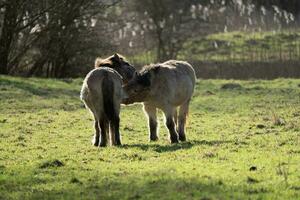 de przewalski les chevaux nettoyage chaque autre dans le Matin photo