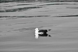 mouette nager sur le fjord, noir et blanche. le mer oiseau est réfléchi dans le l'eau photo