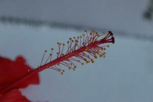 rouge hibiscus fleur avec vert feuilles dans le jardin. photo