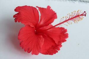 rouge hibiscus fleur avec vert feuilles dans le jardin. photo