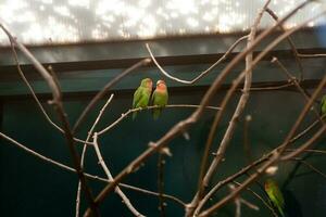 couple amoureux amis proches perroquets assis sur une branche en gros plan photo