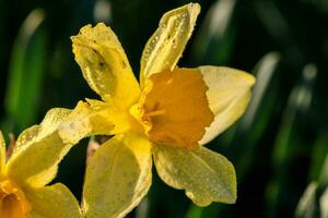 magnifique été trompette jonquilles photo