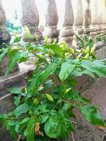 des arbres et vert piments photo