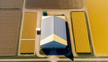 génératif ai, ferme paysage, agricole blé des champs, magnifique campagne, pays route. la nature illustration, photoréaliste Haut vue drone, horizontal bannière. photo