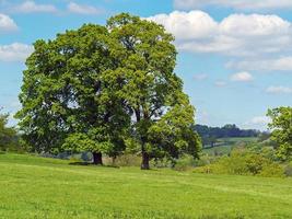 arbres au feuillage d'été sur une colline verdoyante photo