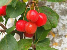 Petite variété de pommes crabe rouge brillant sentinelle rouge photo