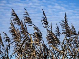 têtes de graines de roseau et un ciel bleu marbré photo