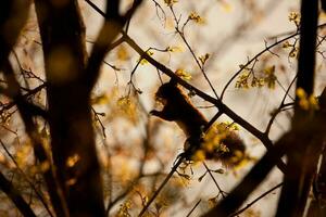 rouge écureuil, sciurus vulgaire, sciuridés photo