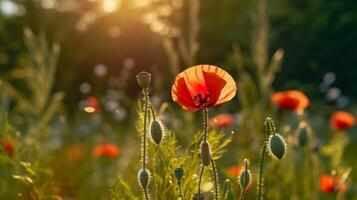 coquelicot fleur Contexte. illustration ai génératif photo