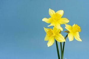 Jaune jonquille fleurs sur une bleu Contexte. Frais printemps fleurs photo