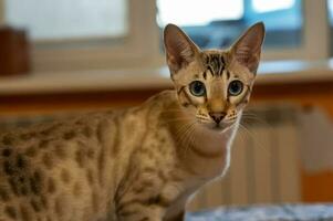 portrait de une national chat. une mélange de bengali et Oriental races photo