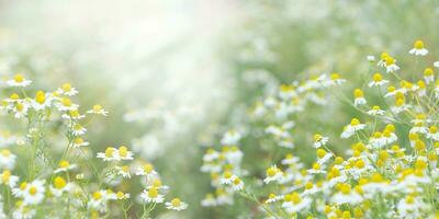 Marguerite fleur fleur dans le jardin photo