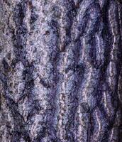 ginkgo biloba arbre aboyer. arbre écorce Contexte. photo