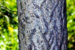 ginkgo biloba arbre aboyer. arbre écorce Contexte. photo