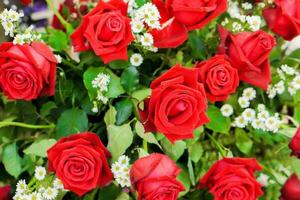 Haut vue et surgir de mariage rouge des roses avec décorer peu blanc fleurs dans fleur bouquet Contexte et fond d'écran. photo
