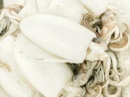 fermer tas de blanc calamar pour vente dans Frais marché. photo