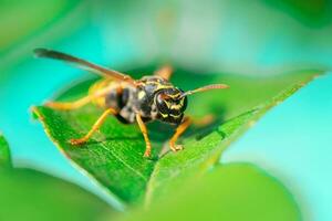 le guêpe est séance sur vert feuilles. le dangereux jaune et noir rayé commun guêpe est assis sur feuilles.. photo