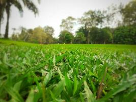 le herbe jardin est pris de le point de vue. photo