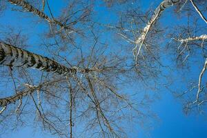 blanc bouleau des arbres sans pour autant feuilles contre le Contexte de une lisse sans nuages hiver ciel photo