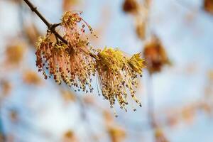 feuille de frêne érable arbre épanouissement dans printemps photo