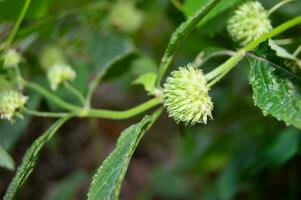 proche en haut de hyptis brevipes fleur photo