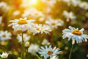 marguerites champ dans le coucher du soleil lumière leucanthemum maximum, max chrysanthème photo