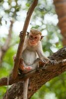 toque macaque singe, macaca sinique, sri lanka photo