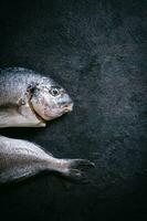 cipure poisson sur noir Contexte photo