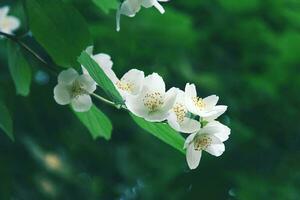 philidelphe coronarius commun seringa, jasmin de poètes photo