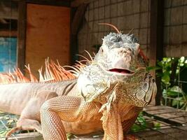 portrait de gros iguane, magnifique iguane rouge Orange coloré herbivore lézards à la recherche fermer photo