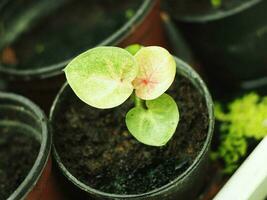 caladium bicolore multi plateau sur même les plantes beau feuille photo