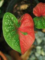 caladium bicolore multi plateau sur même les plantes beau feuille photo