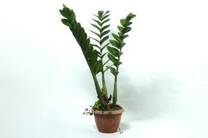 zamioculcas sur une rouge pot isolé sur blanc Contexte photo