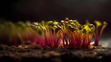 pousse pour santé une fermer de luzerne, brocoli, et un radis choux germination génératif ai photo