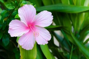 hibiscus fleurs le plante est originaire de à est Asie, rose fleurs Floraison dans le vert jardin photo